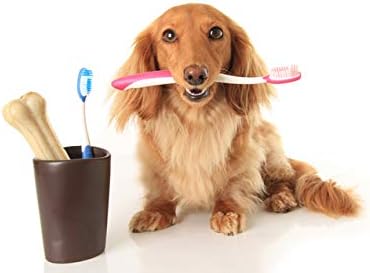 Köpek Diş Temizliği Büyük Davranır-Köpek Sağlıklı Diş Bakımı-Diş Eti ve Diş Kompleksi-Plak Oluşumunu Durdurur-Köpek